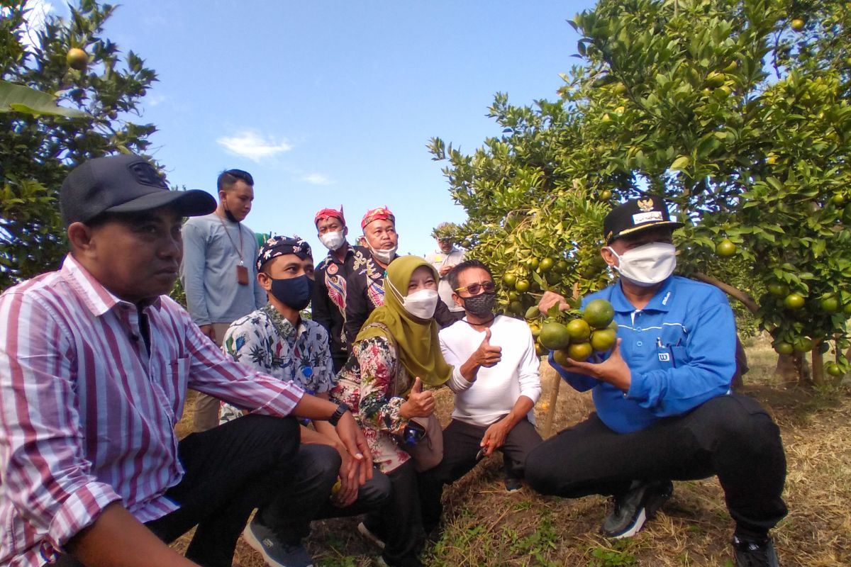 Bung Karna dorong petani Situbondo kembangkan agribisnis buah jeruk