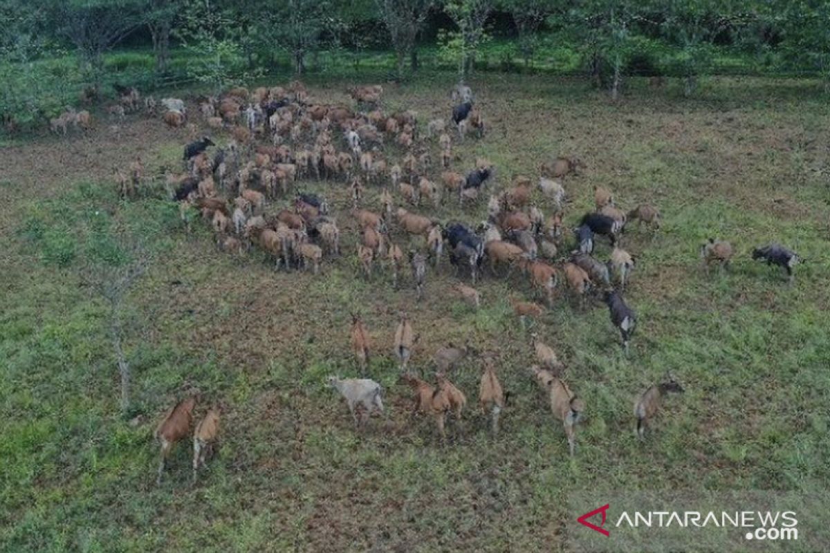 Kelompok tani Kukar manfaatkan lahan bekas tambang untuk budidaya sapi