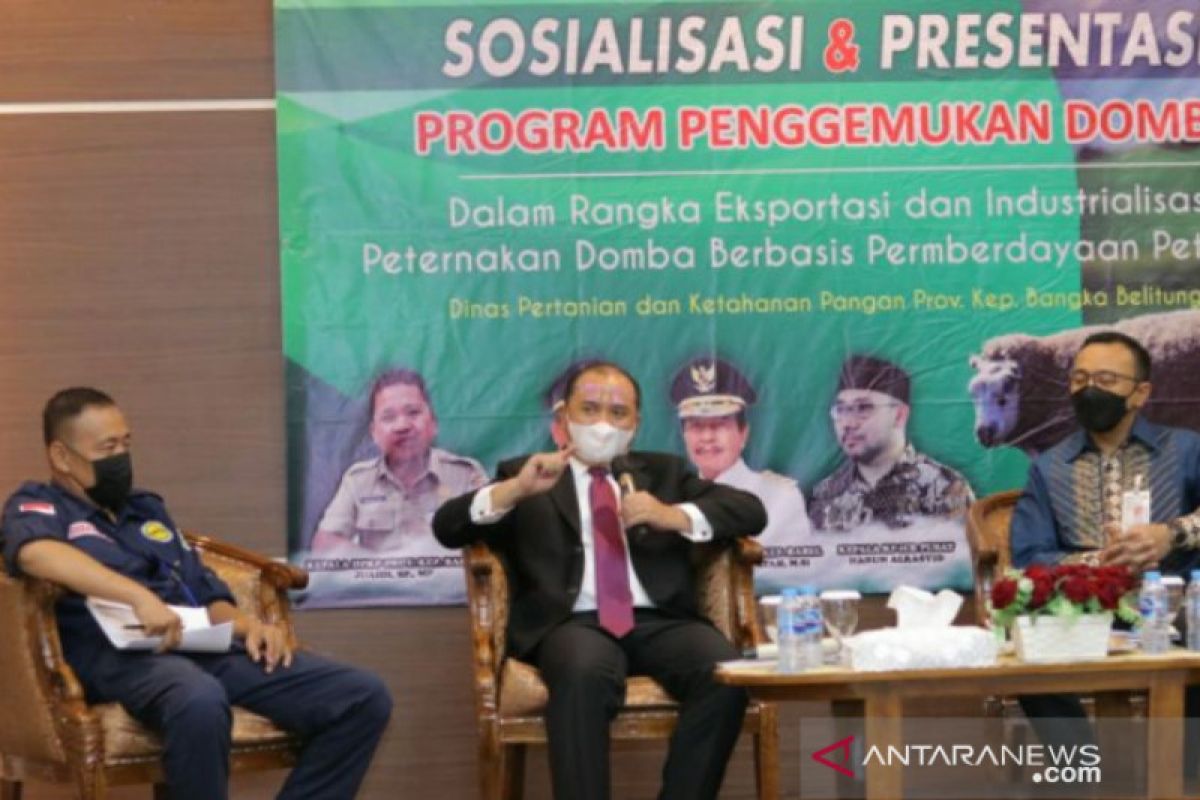 Pemprov Babel canangkan program penggemukan domba