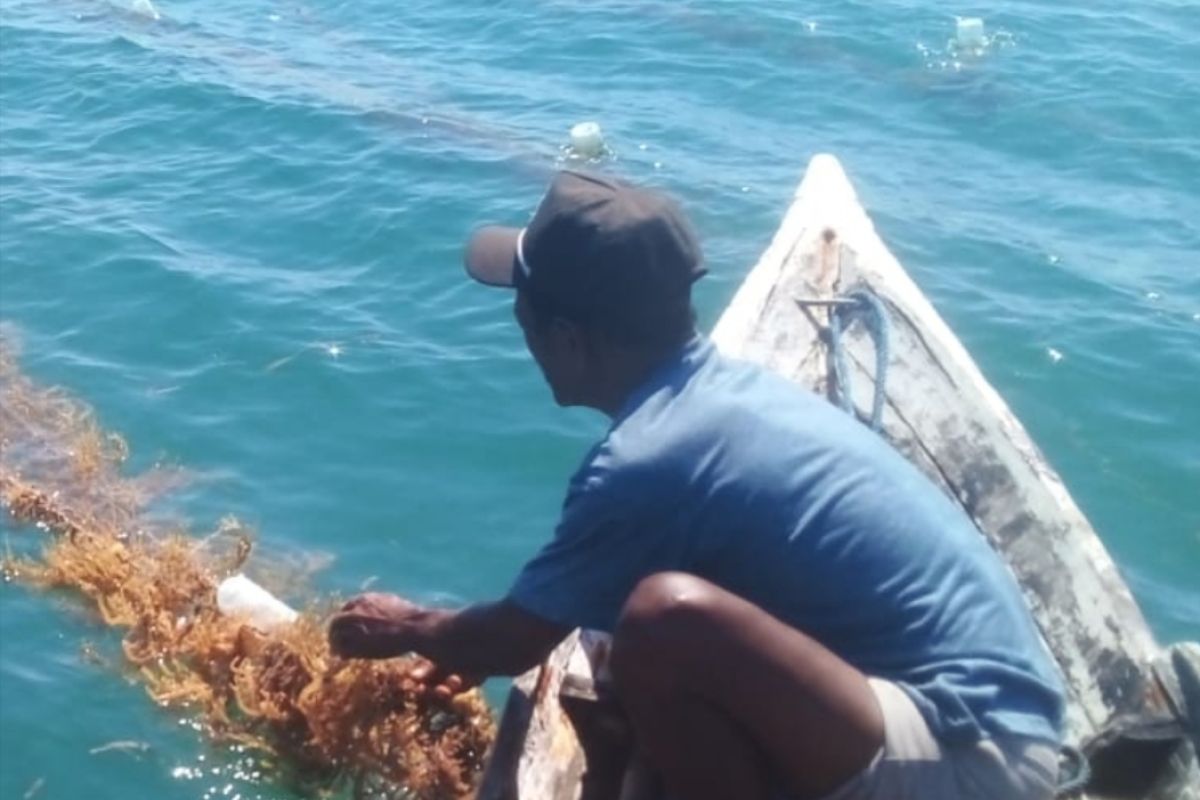 DKP identifikasi 74 penerima bantuan bibit rumput laut di Flores