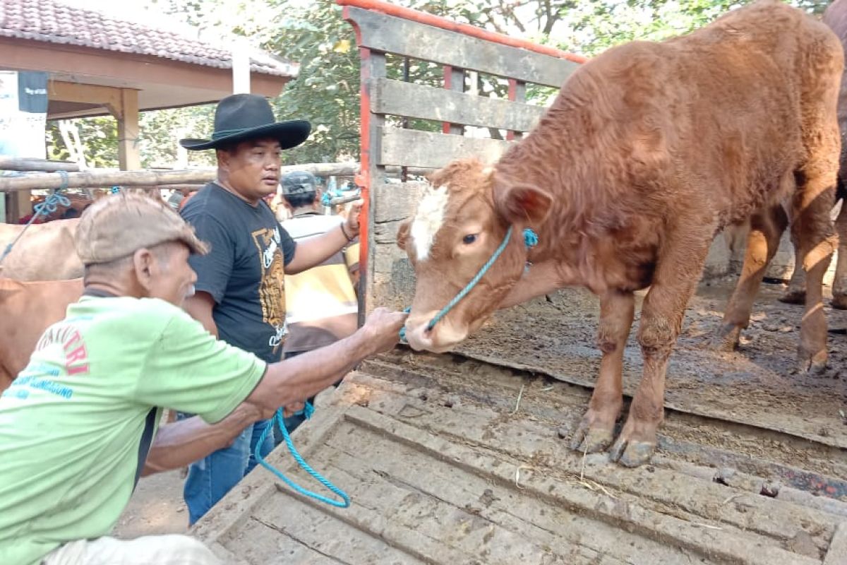 Penjualan sapi di Tulungagung tetap ramai meski dibayangi isu wabah antraks