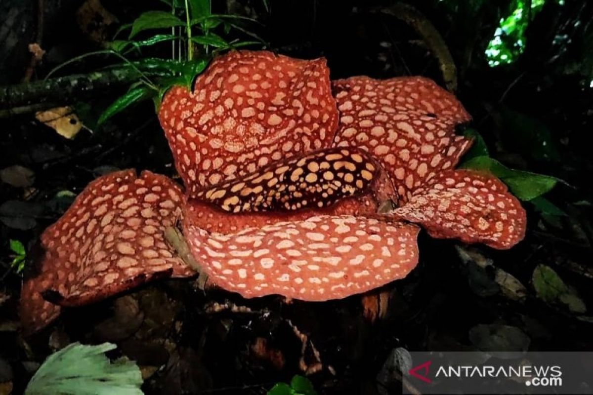 Dua jenis bunga rafflesia di hutan Bengkulu kembali mekar