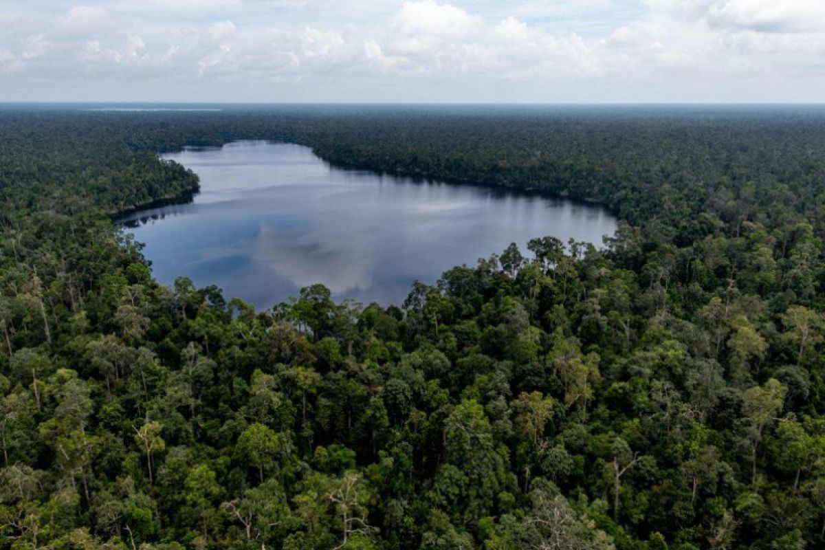 RER Perbaiki hutan rawa gambut utuh terbesar di Sumatera