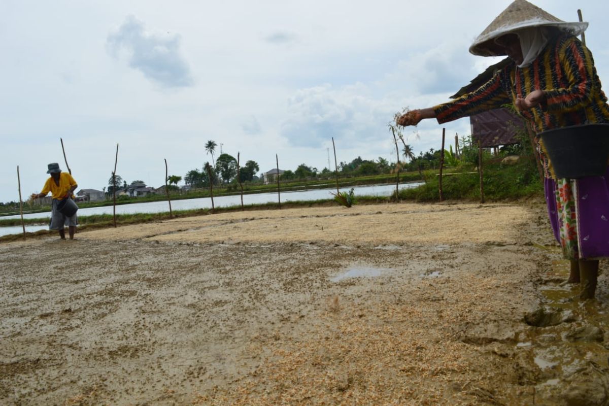 Begini cara petani Abdya jaga ketahanan pangan ditengah COVID-19