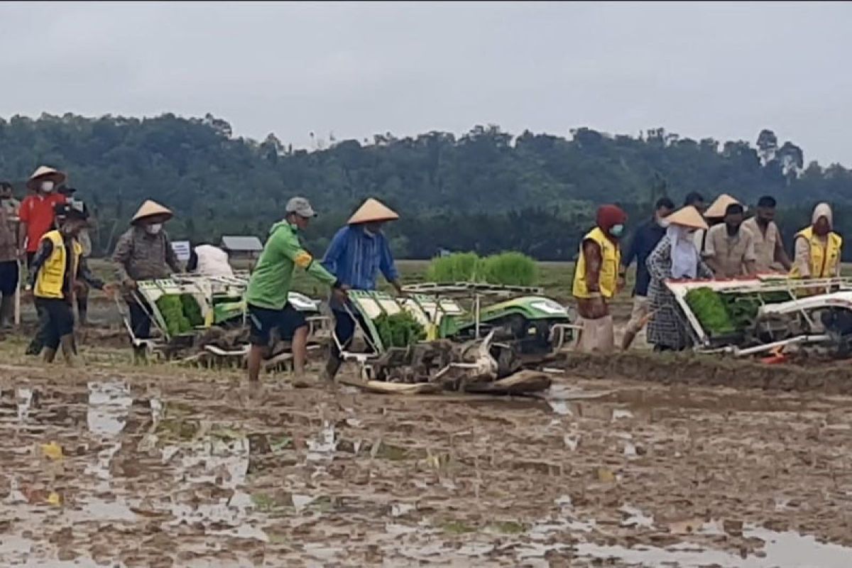 Aceh Timur tanam padi perdana IP 300. Apa Itu?