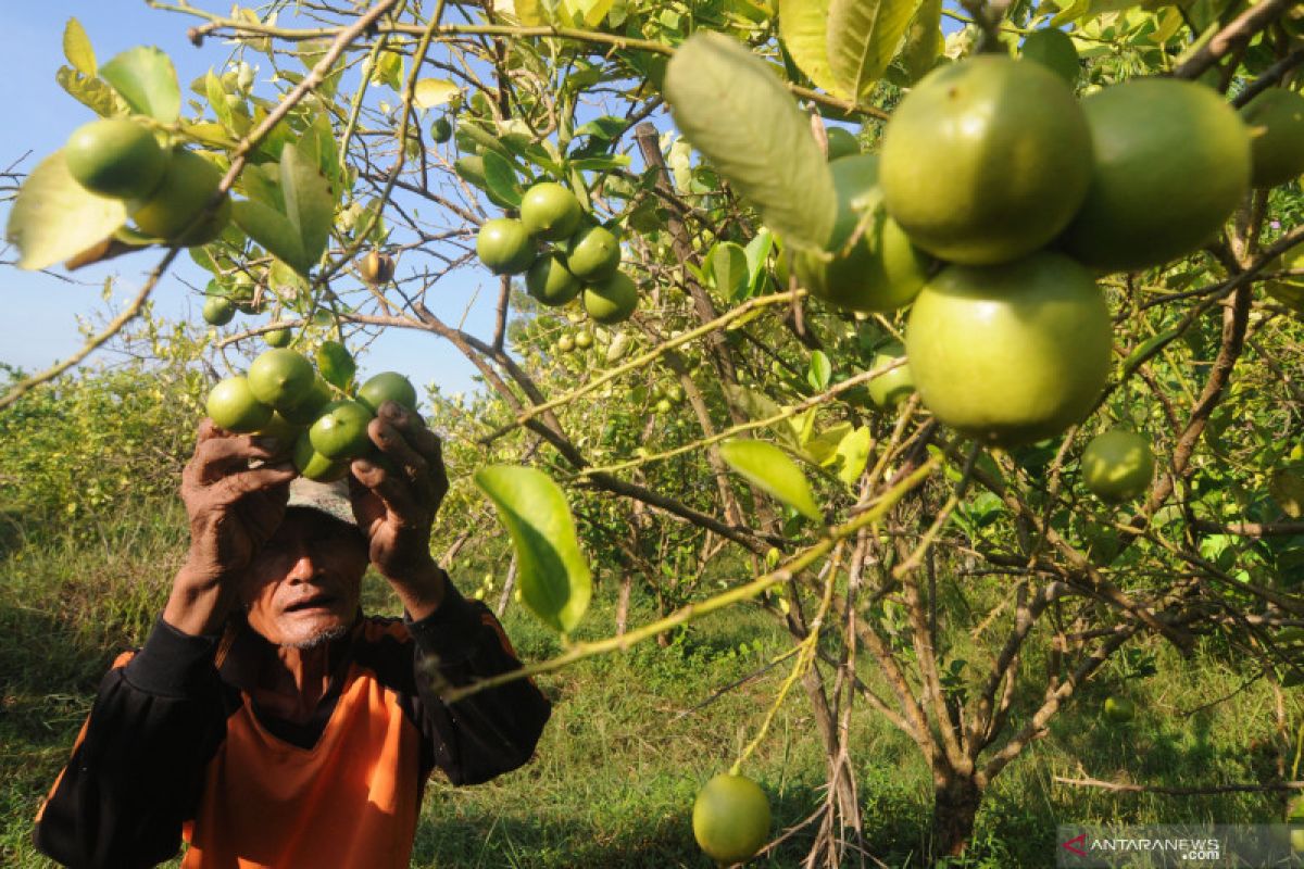 Pemkab Pessel dukung petani mulai beralih pada tanaman organik