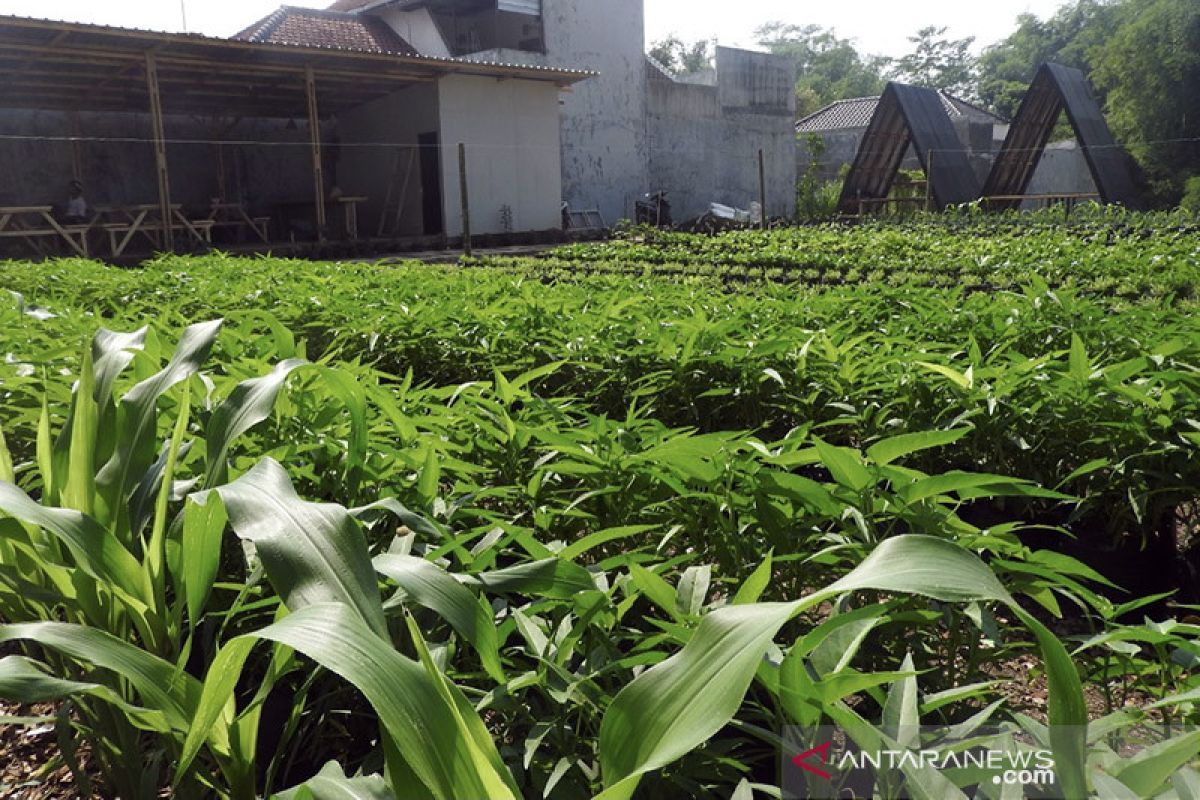 Pemkot Malang beri pendampingan teknis sektor pertanian organik
