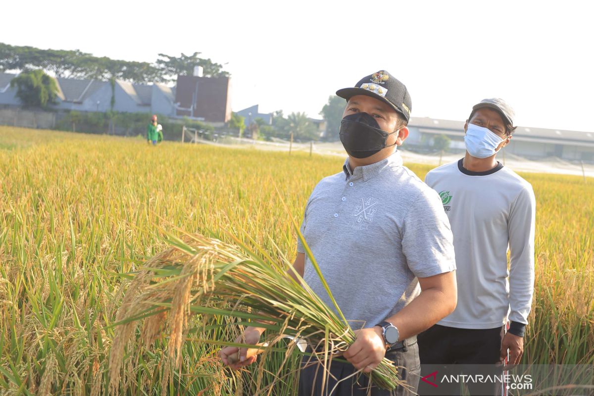 Wali Kota Arief apresiasi warga Batuceper panen padi di masa pandemi