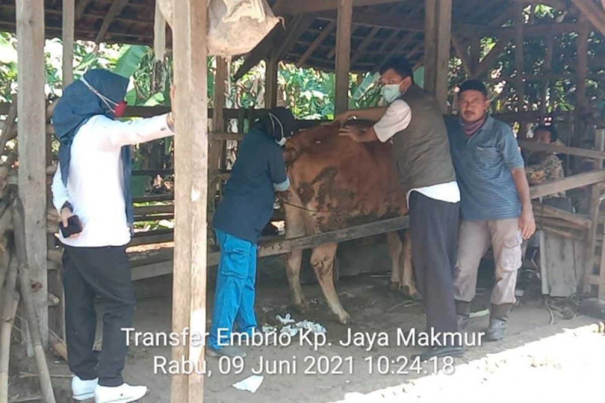 Dinas Pertanian Tulang Bawang kembangkan sapi melalui transfer embrio