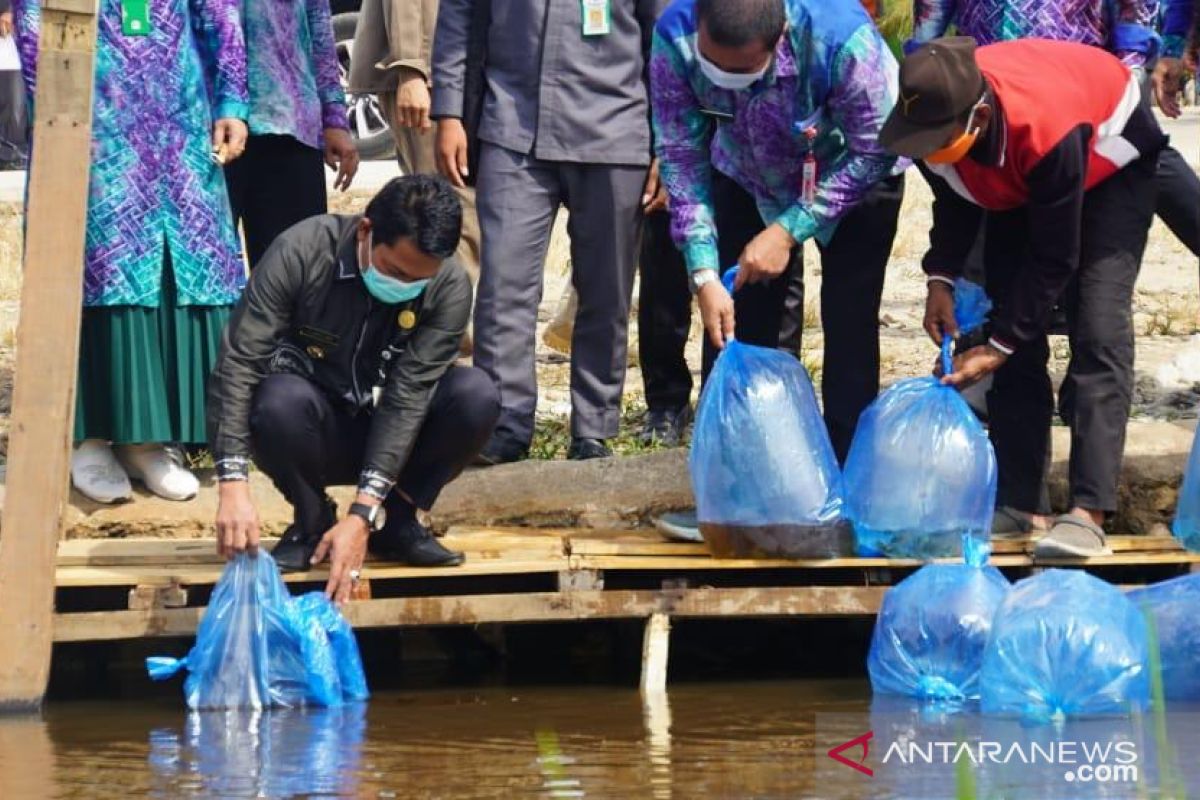 Bupati Balangan tebar 10 ribu bibit ikan Papuyu