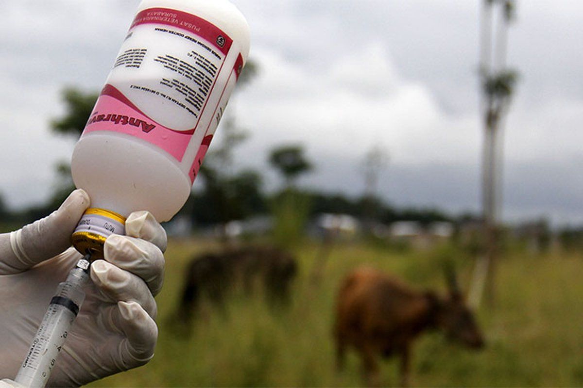 Disnak Tulungagung gelar vaksinasi ternak sapi antisipasi wabah antraks