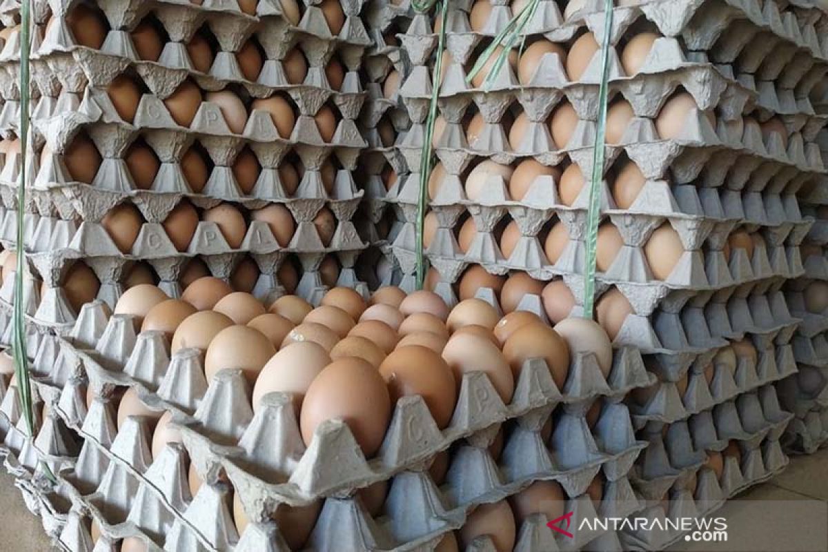 Harga telur ayam di Subulussalam Rp44 ribu per papan