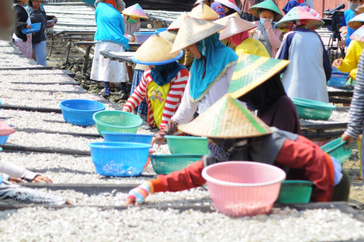 Harga ikan teri asin di Pulau Pasaran turun tipis