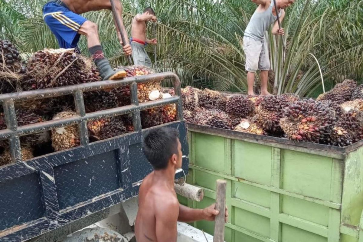 Harga CPO di Jambi turun menjadi Rp10.262/kg