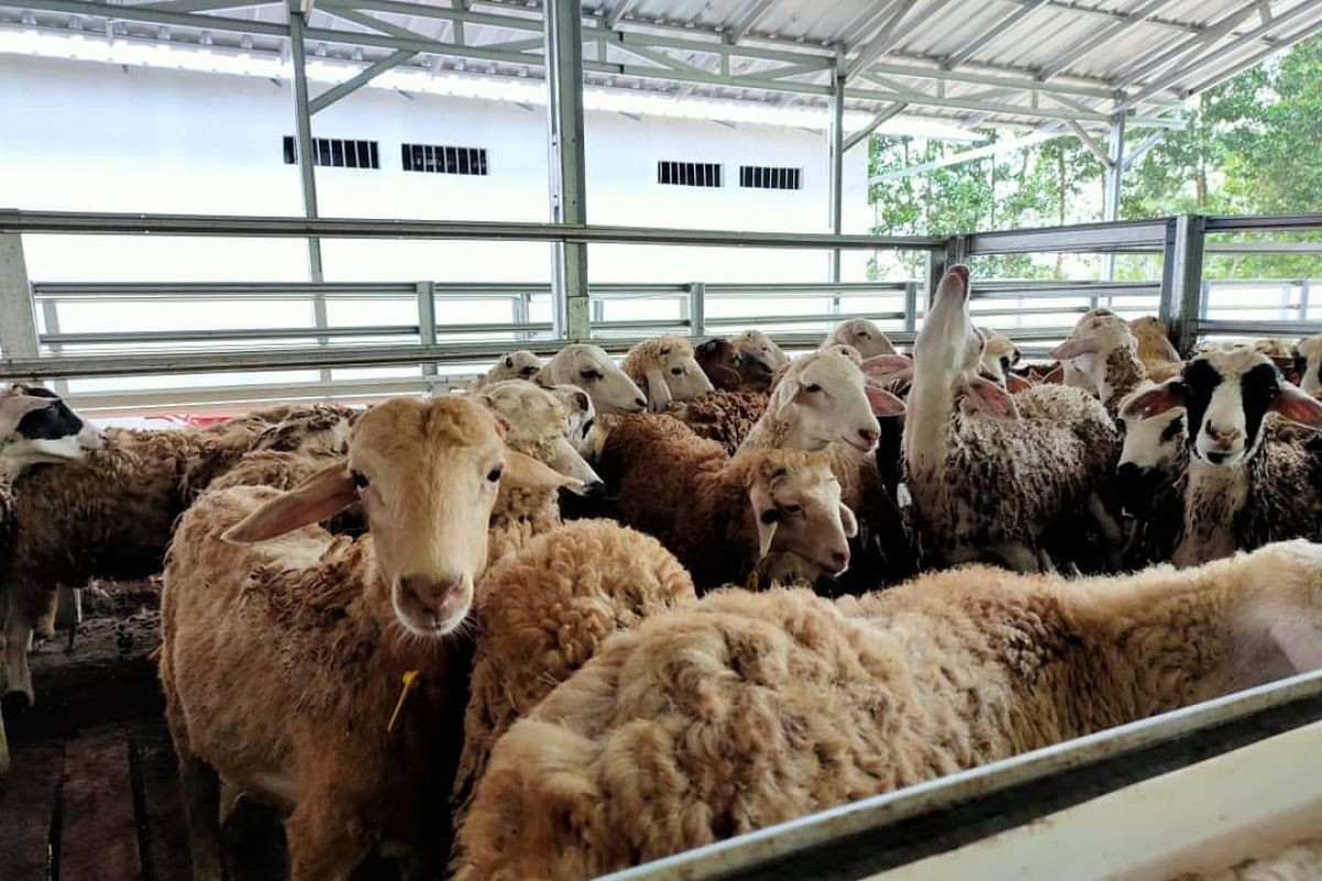 Dompet Dhuafa Farm siap hadirkan hewan kurban berkualitas di Lampung