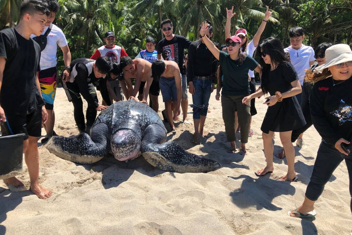 jaga penyu belimbing raksasa, ini yang dilakukan warga Minahasa