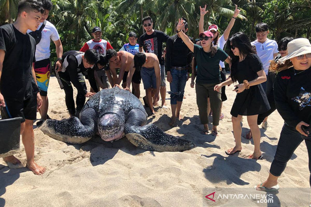 Warga Minahasa selamatkan penyu belimbing raksasa