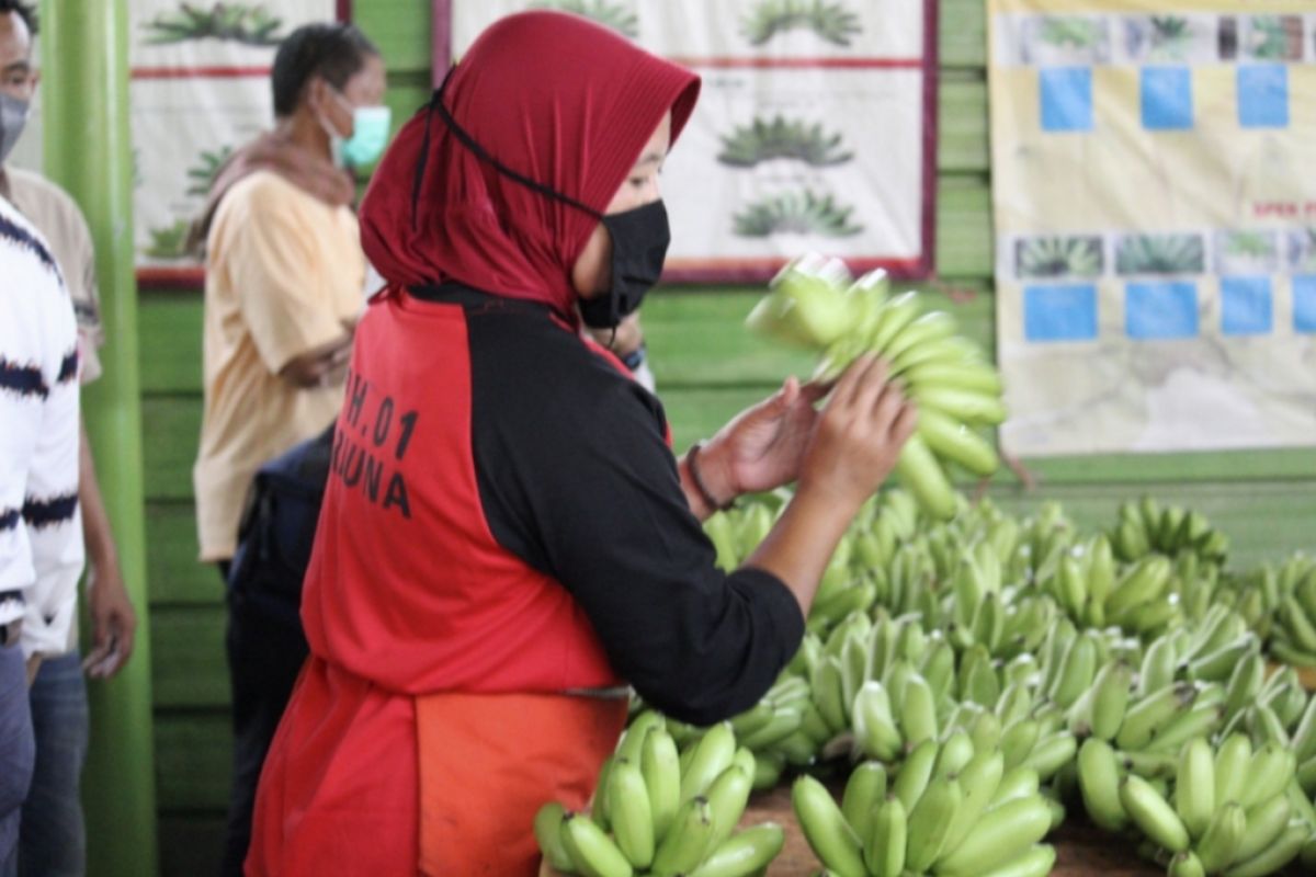 Pemprov Lampung dorong petani gabung korporasi jaga stabilitas harga