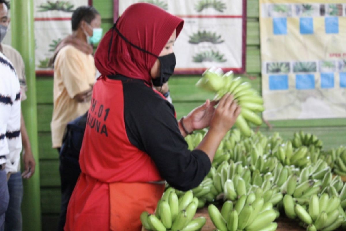 Petani Lampung diminta bergabung dengan korporasi untuk stabilitas harga