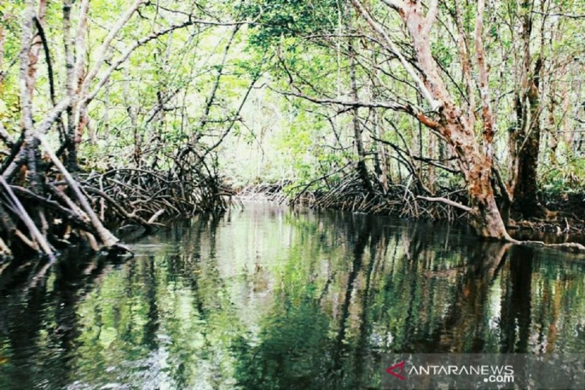 KKP tangani lahan kritis pesisir Kalsel dengan tanam mangrove