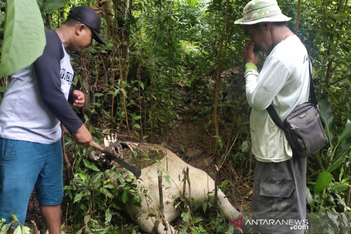 Harimau mangsa ternak warga Aceh Barat Daya