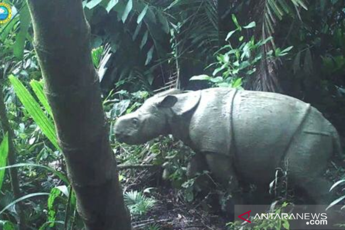 Populasi badak  jawa dan elang jawa bertambah