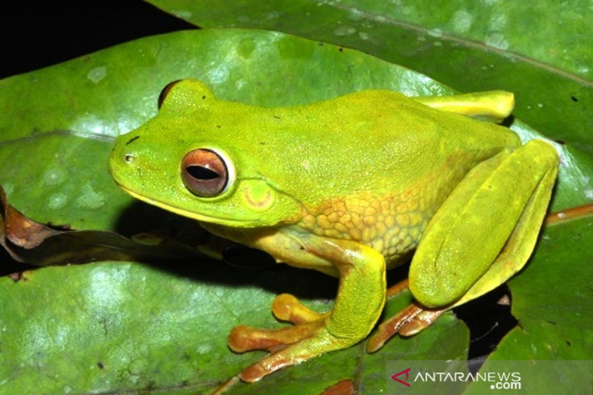 New frog species discovered in area of PT Freeport Indonesia