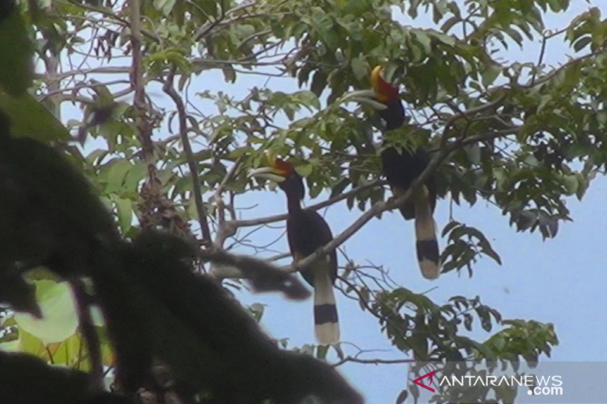 Hidden Of Tapin tampilkan owa dan enggang endemik Kalimantan di film dokumenter