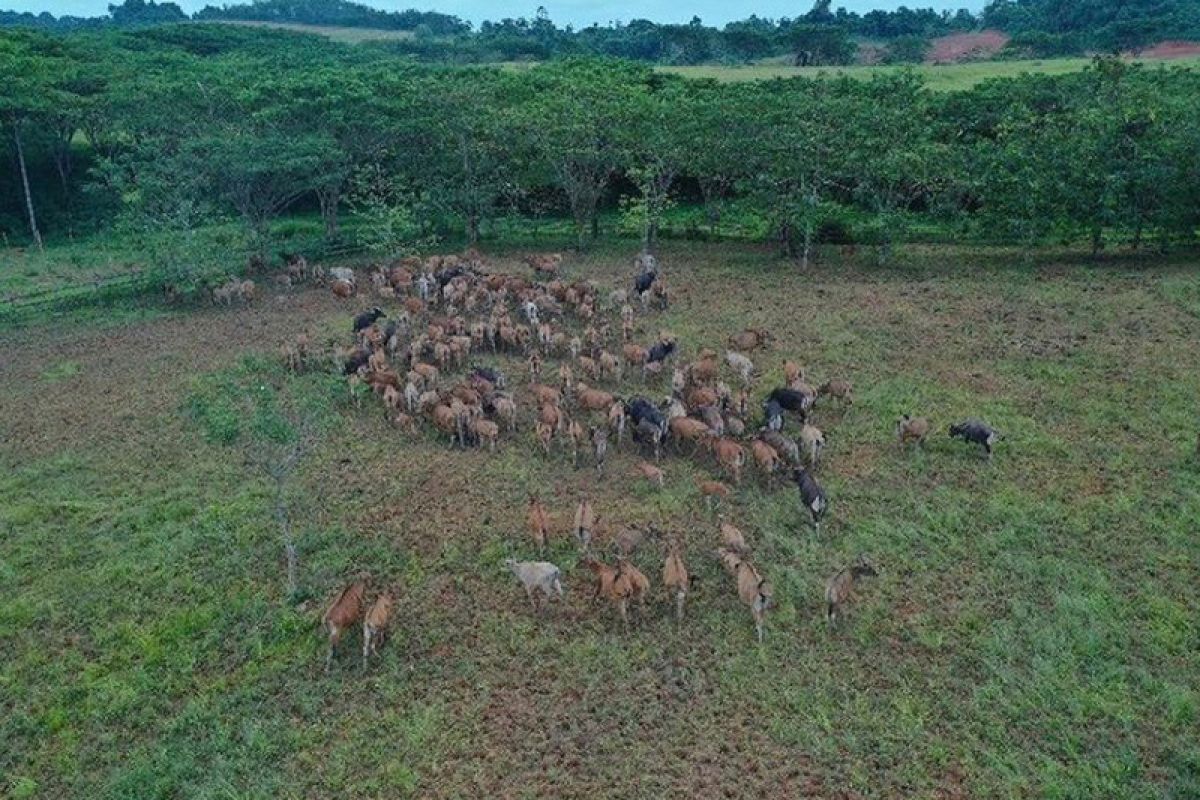 Destinasi wisata baru, "mini ranch" Jayatama kedua siap dibangun