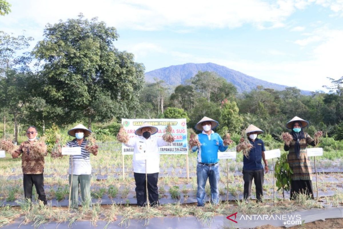 Bupati Tapsel panen perdana bawang merah bersama Karang Taruna