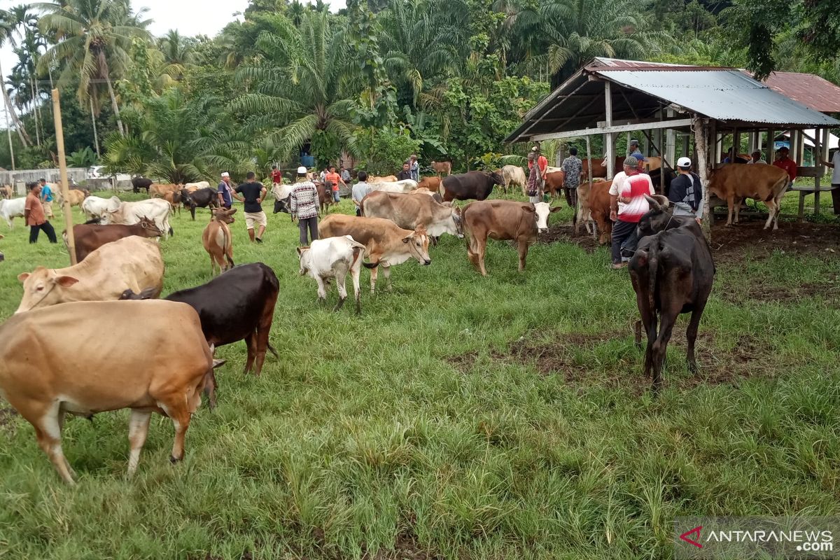 Transaksi jual beli sapi kurban di Agam meningkat jelang Idul Adha