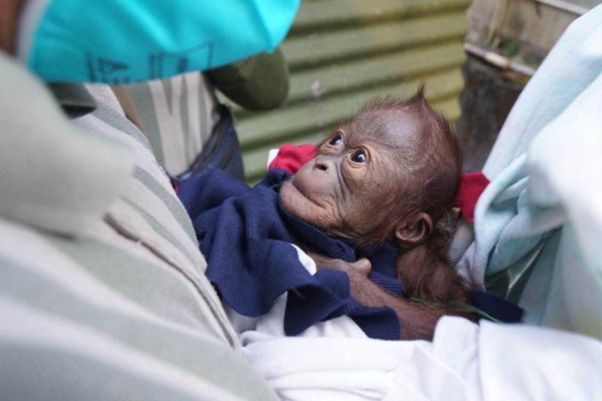 Bayi orangutan lahir di kebun binatang Gembira Loka Zoo Yogyakarta