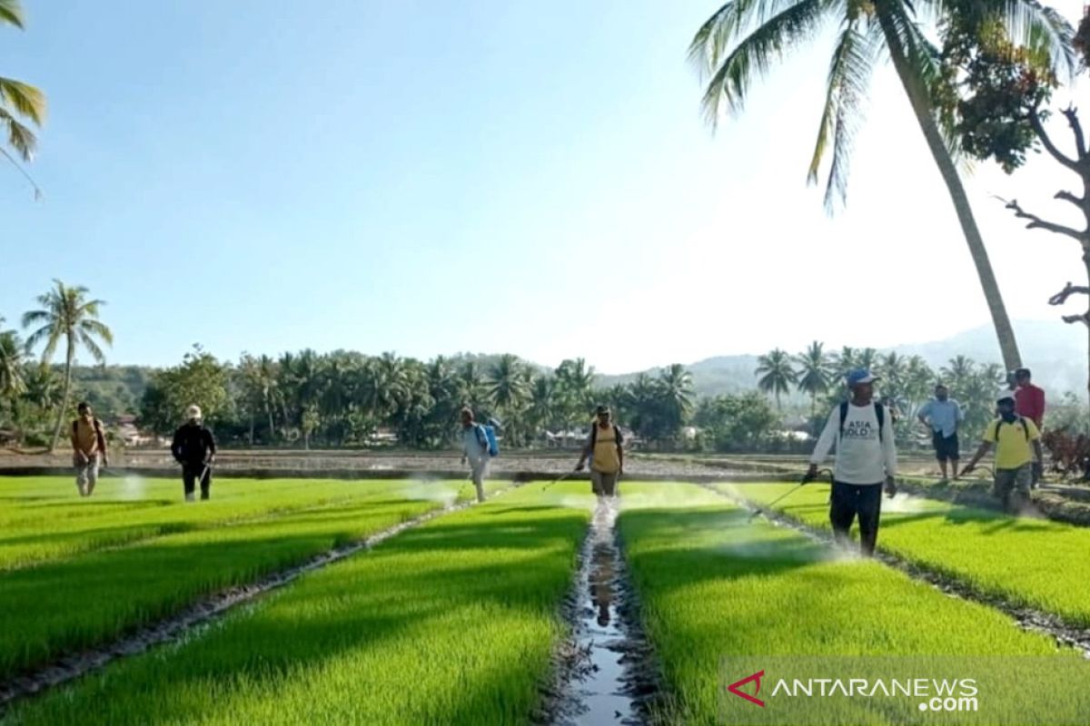 Petani Bulango Timur dibekali teknik pengendalian OPT padi