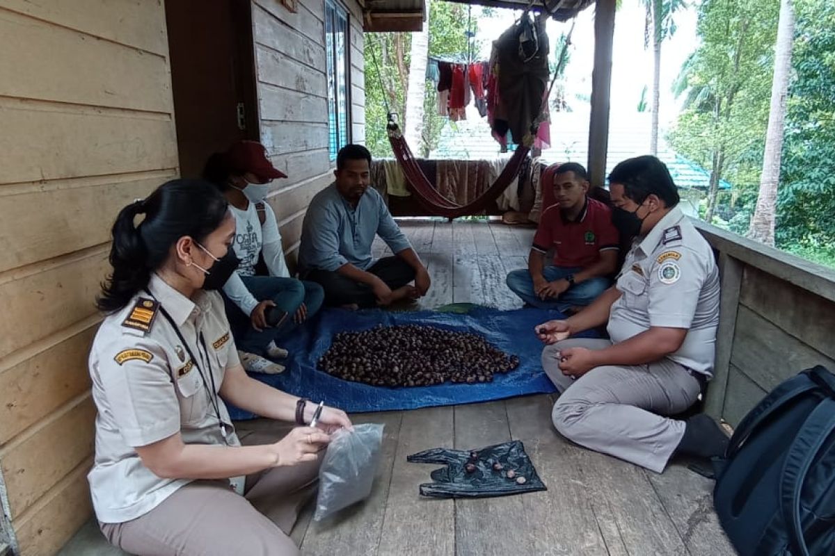 Komoditas  pala dan cengkeh dari Anambas berkualitas tinggi