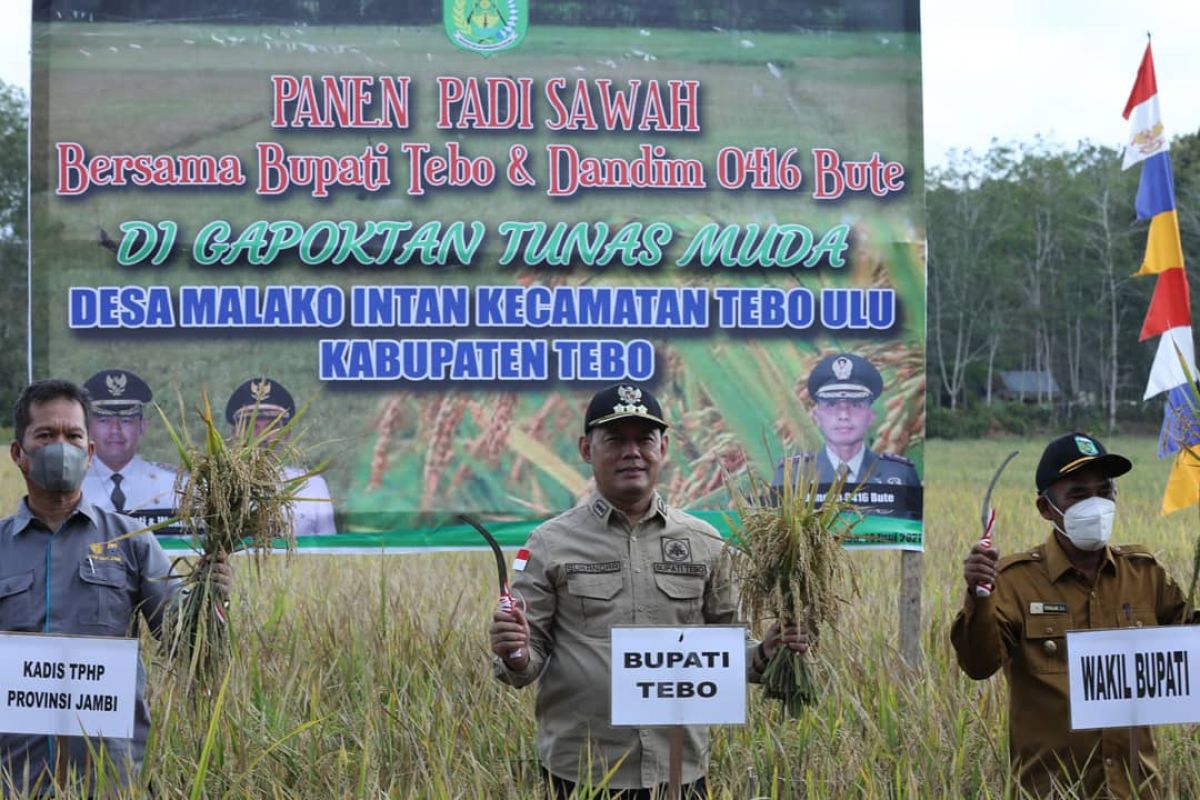 Optimistis iringi panen bersama padi sawah di Malako Intan Tebo