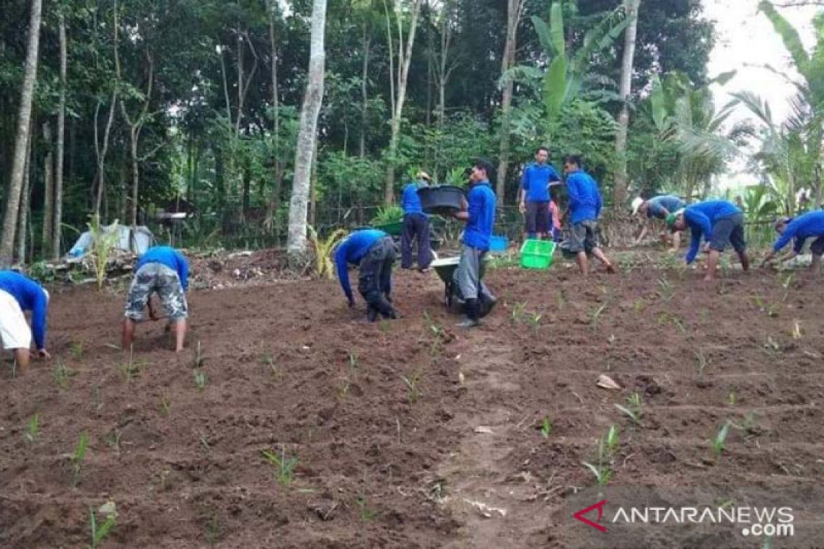 Kelompok tani binaan PLN di Lombok siap ekspor jahe merah