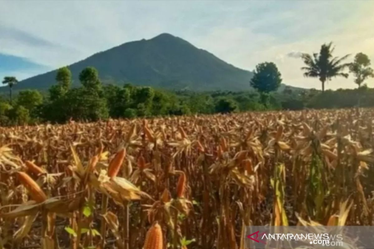 Pemprov NTT sebut produksi jagung program TJPS capai 16.091 ton