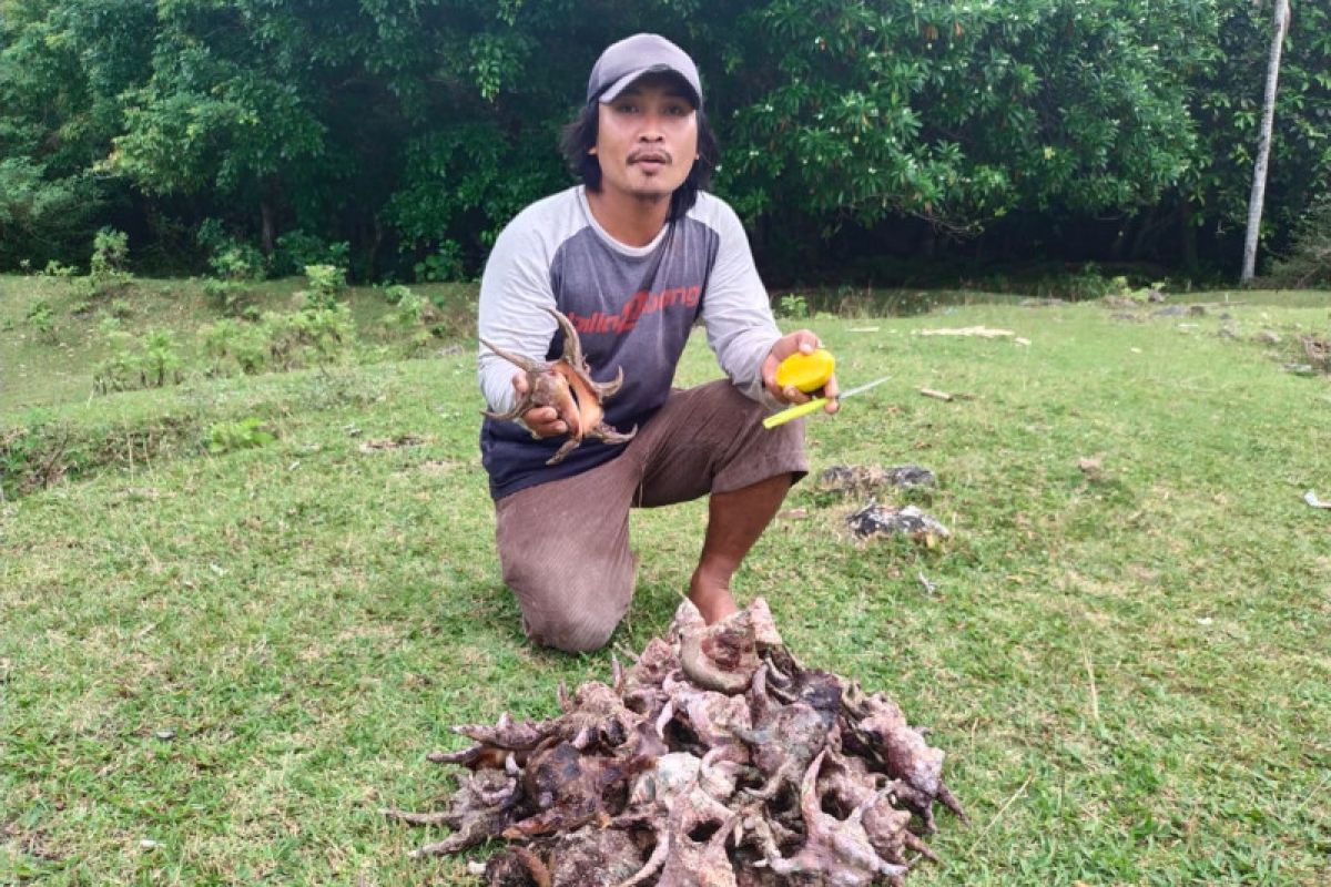 Keong laut dulu diabaikan kini bernilai ekonomis tinggi