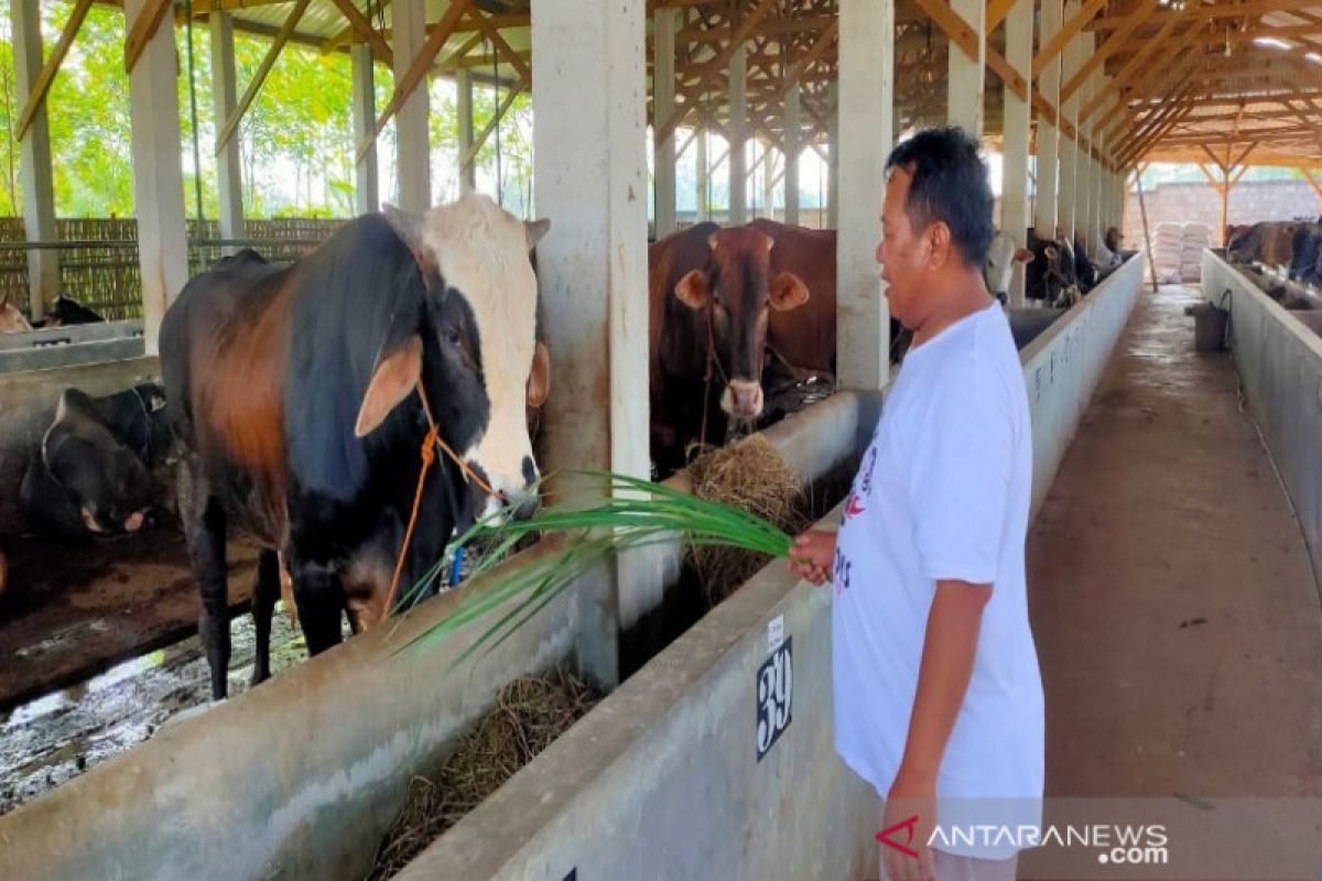 Batang siapkan dua desa jadi percontohan peternakan sapi perah