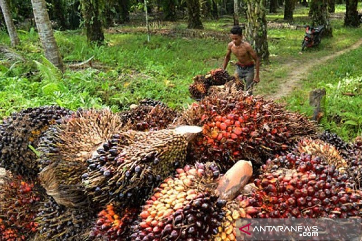 Produksi CPO sawit Aceh masih di bawah angka rata-rata nasional