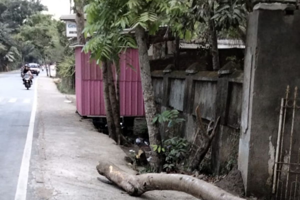 Polsek Pujut cek TKP pohon tumbang yang tewaskan pengendara