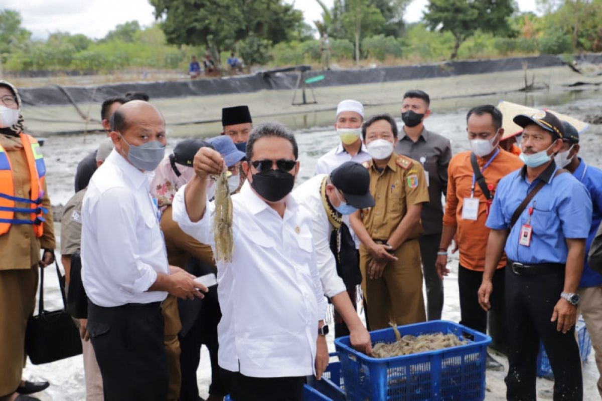 Ini jurus pemerintah bangkitkan tambak udang di Lampung
