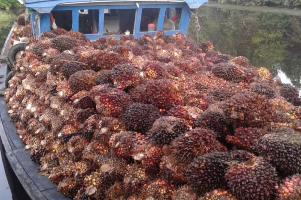 Harga kelapa sawit di Mesuji Lampung naik