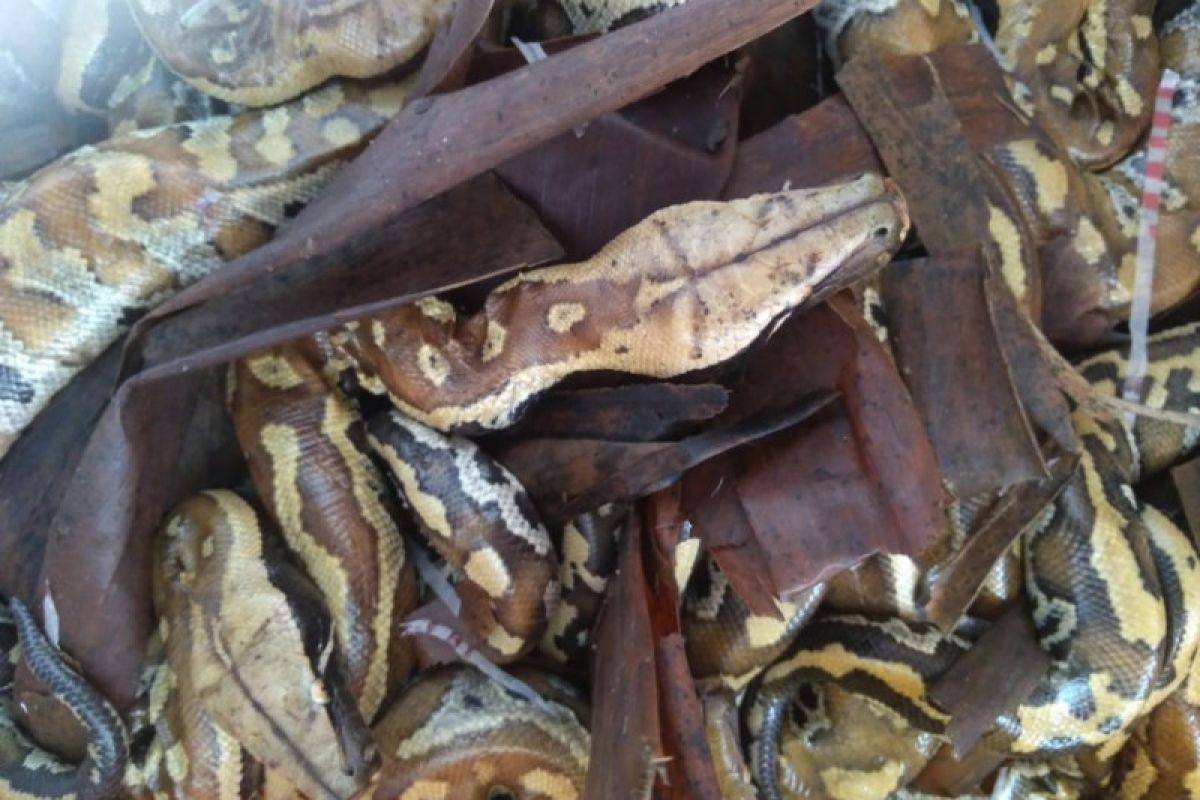 Karantina Pertanian Lampung gagalkan penyelundupan 20 ekor ular sanca