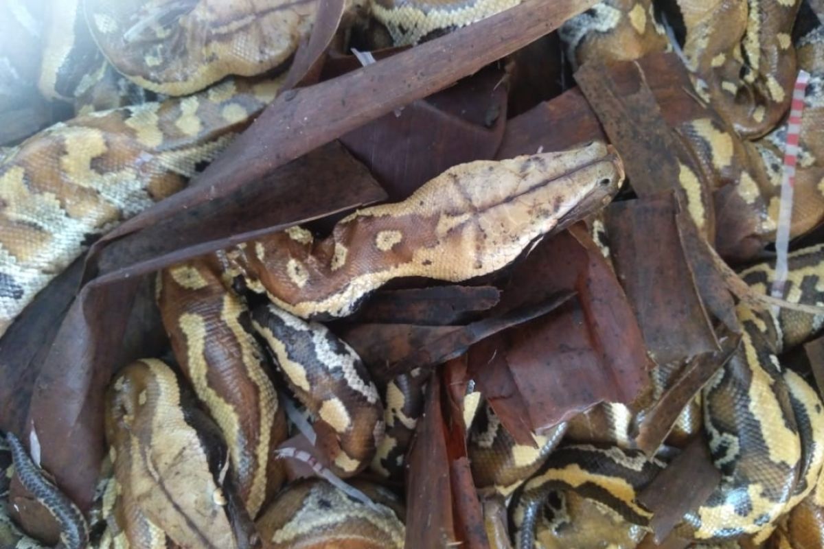 20 ular sanca gedang ditemukan di kenjang buah hendak diselundupkan ke Jawa