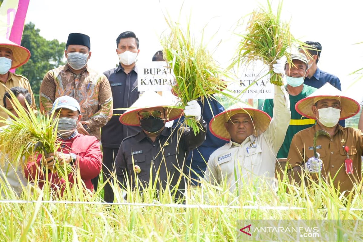 Kampar target tanam padi seluas 6 ribu hektare