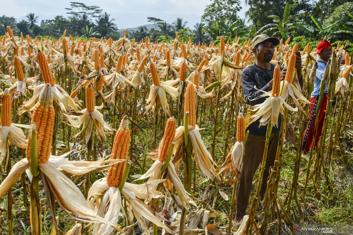 Rejang Lebong canangkan jadi sentra produksi jagung