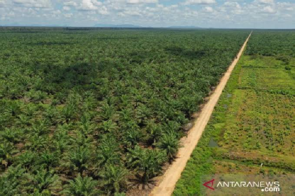 Petani swadaya kuasai 6,72 juta hektare lahan sawit Indonesia