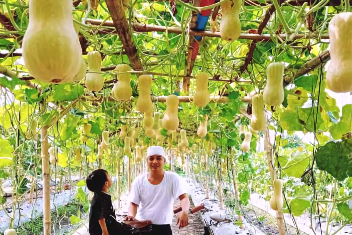 Pemuda Teluk Naga sukses budidaya melon premium dan labu madu