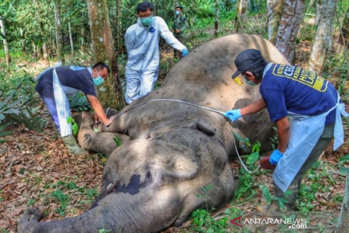 Seekor gajah betina ditemukan mati di kebun warga Kabupaten Pelalawan